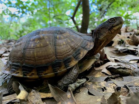 Three Toed Box Turtle Terrapene Carolina Triunguis Flickr