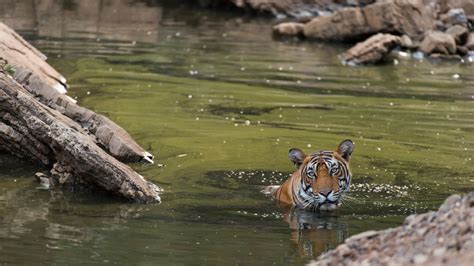 Mp Tourism Hotel In Madhaisatpura National Park Mpt Bison Resort