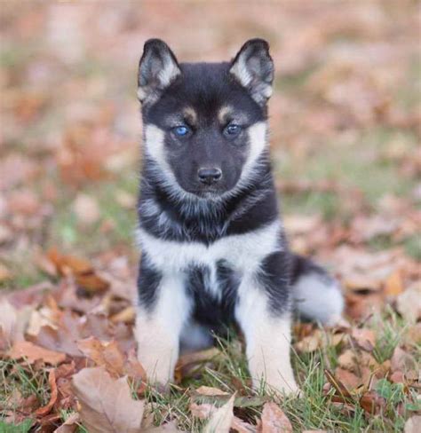 Golden Retriever Husky Mix Puppy For Sale L Sanpiero