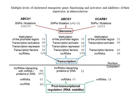 Jcdd Free Full Text Genomic Variants And Multilevel Regulation Of