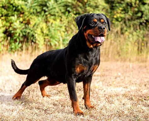 Rottweiler Disobedience Problems | RottweilerHQ.com