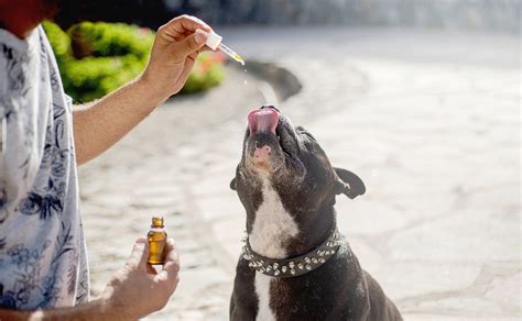 Cbd Et Chien Agressif La Solution Weed Magazine