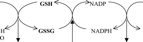 9 Oxidation and reduction of Glutathione | Download Scientific Diagram