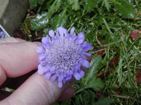 Pincushion Flower. They are especially attractive to butterflies. Its ...