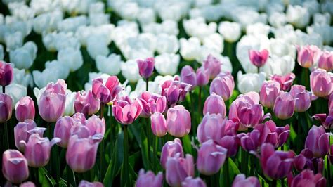 The Symbolism And Colour Meaning Of Tulips Allwaysflower