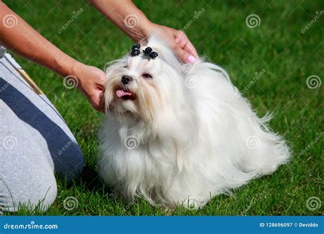 The Maltese Dog Stock Image Image Of Green Pampered 128696097