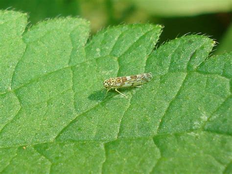 leafhopper wikigardener fandom