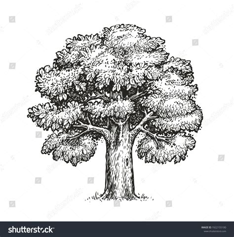 Oak Tree Sketches Images Stock Photos Vectors Shutterstock