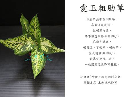 心栽花坊 愛玉粗肋草 星光燦爛粗勒草 粗勒草 3吋 小品 觀葉植物 室內植物 售價50特價40 Yahoo奇摩拍賣