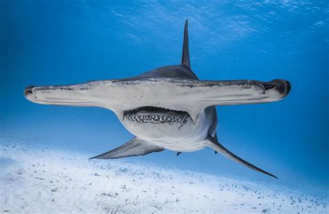 Why Hammerhead Sharks Have Their Distinct Head Shape