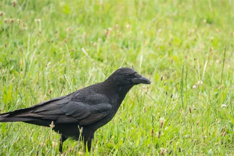 "Carrion Crow" Images – Browse 10,250 Stock Photos, Vectors, and Video ...