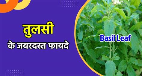 तुलसी के 10 करिश्माई फायदे Tulsi Ke Fayde Basil Leaf In Hindi