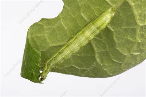 Silver Y moth caterpillar - Stock Image - C043/9340 - Science Photo Library