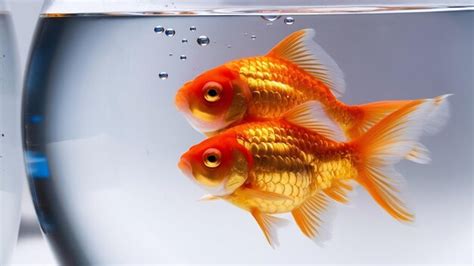 Premium Photo Two Goldfish In Fish Bowl Isolated