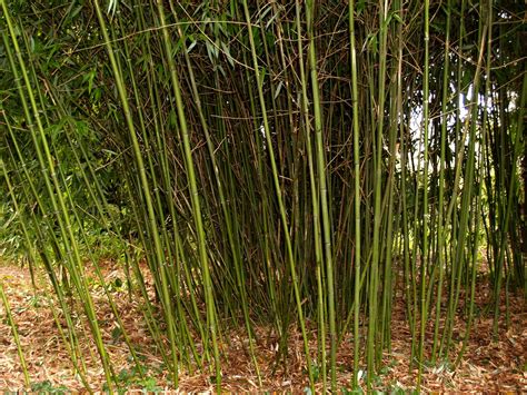 Phyllostachys Glauca Le Jardin Des Collines Les Bambous En France