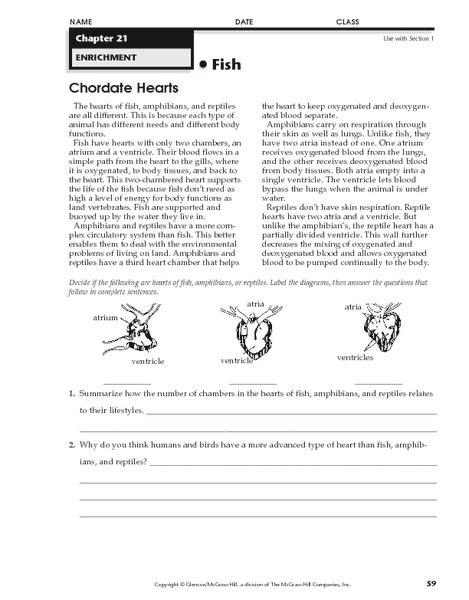 Chordate Hearts Worksheet for 4th - 5th Grade | Lesson Planet