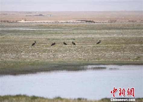 「鳥中熊貓」黑鸛現甘肅蘇干湖草原 每日頭條