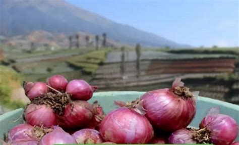 Gandeng Petani Temanggung Gautama Bawa Bawang Merah Super Menasional