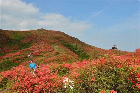 美呆了湖南这几个地方的杜鹃花已经开成海