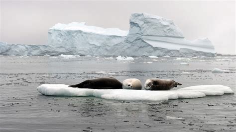 Une Fonte Record De La Banquise En Antarctique Confirmée Par Copernicus