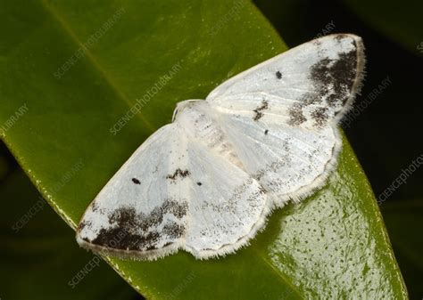 Clouded Silver Moth Stock Image C0243029 Science Photo Library