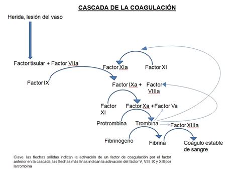 La Cascada De Coagulaci N Etapas Y Factores En Pocas Palabras