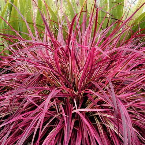 Pennisetum Cherry Sparkler Carbeth Plants