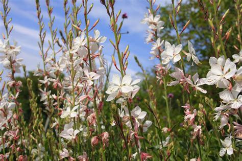 Vaste Planten In De Tuin Wooninspiratie