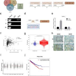 MiR 452 5p Level Is Maximized By P65 Through Directly Binding Its