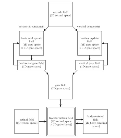 5 Overview Of The Dnf Architecture For Gaze Invariant Spatial Working Download Scientific