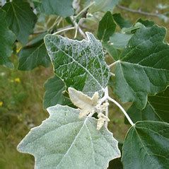 Genus: Populus (poplar): Go Botany