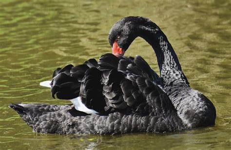 Black Swan Symbolism: 5 Meanings & Messages