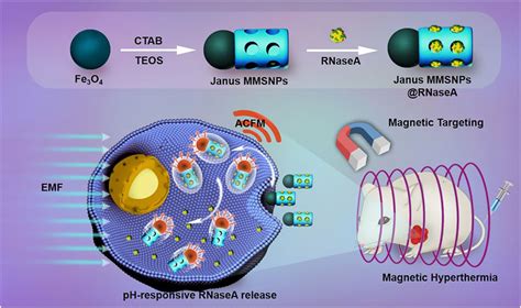 Frontiers Janus Magnetic Nanoplatform For Magnetically Targeted And