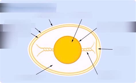 Egg diagram Diagram | Quizlet