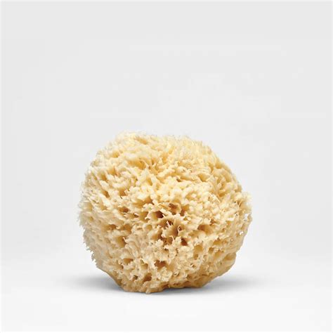 Sea wool sponge | Shop Hawaiian Village