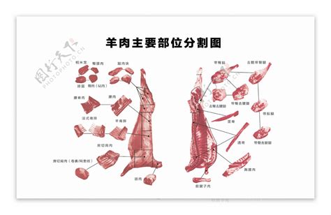 羊肉部位图图片素材 编号33179332 图行天下