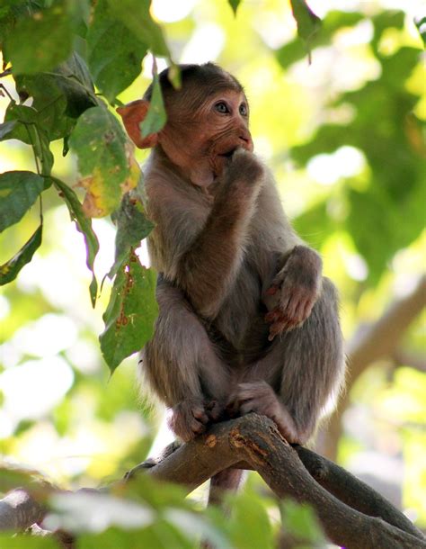 Monkey Thinking Branch Free Photo On Pixabay Pixabay