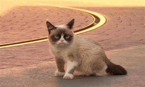 Grumpy GIFs - Find & Share on GIPHY