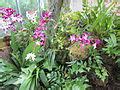 File:United States Botanic Garden orchids - Washington, D.C. 2012.JPG ...