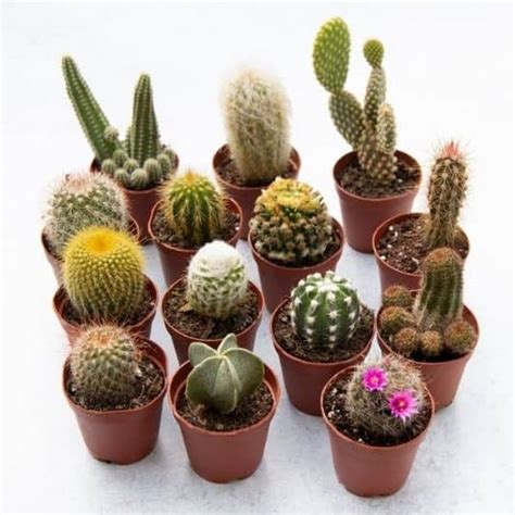 cactus terrarium  prickly details terrarium tribe