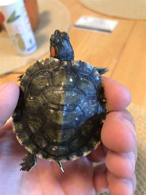 Red Eared Slider Shell Rot R Turtle