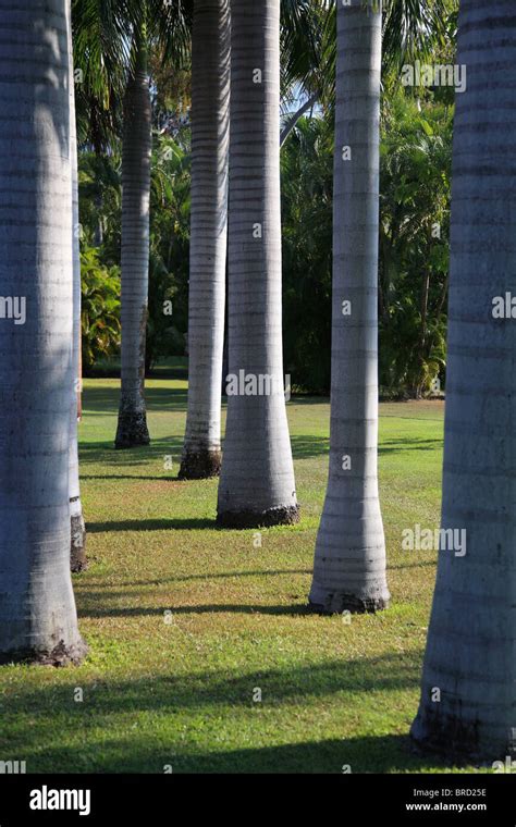 palm garden  res stock photography  images alamy