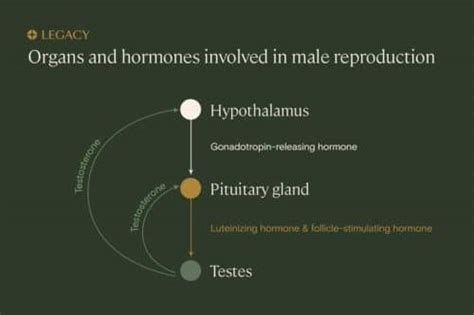 Testosterone Replacement Therapy And Male Fertility A Guide Give Legacy