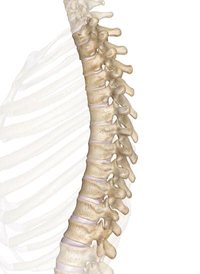 The Thoracic Vertebrae: Anatomy and 3D Illustrations