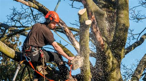 The Complete Guide To Tree Surgery Tandlc