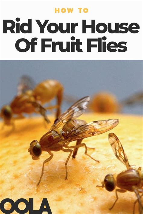 How To Quickly Rid Your House Of Fruit Flies | Fruit flies, Fruit ...