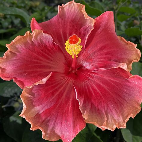 Hibiscus E Honihoni Mai 43 21 5 Pot Plant Hawaii