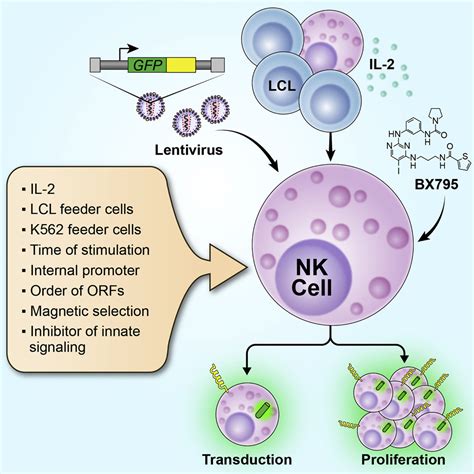 Systematic Improvements In Lentiviral Transduction Of Primary Human