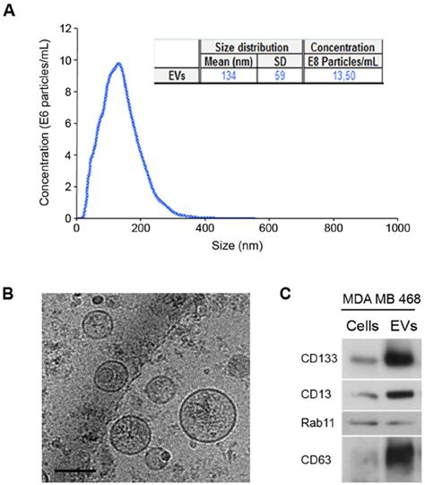 Characterization Of Evs Secreted By Mda Mb Mammospheres A Nta