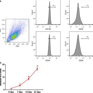 H19 Promoted PL Induced Chondrogenic Differentiation Of HUCMSCs By